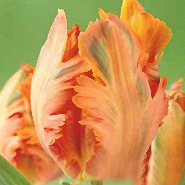 tulipan_papouskovity.jpg