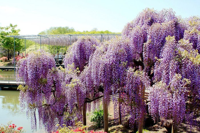 (Ashikaga Flower Park).jpg