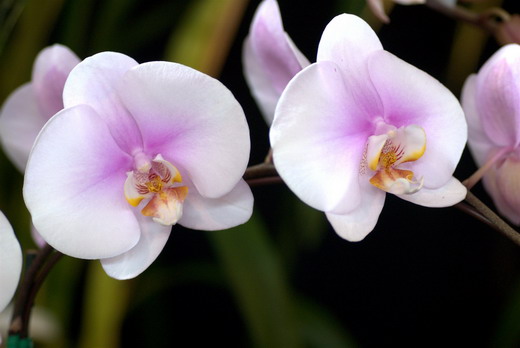 5b100_4_Phalaenopsis.jpg